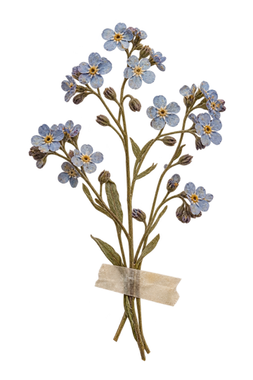 A little bunch of dried forget-me-not taped to the page