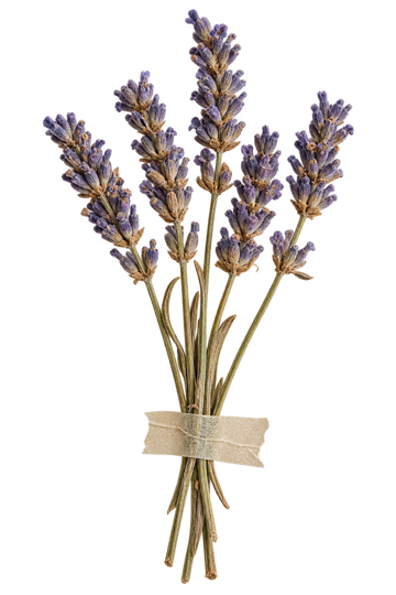 A little bunch of dried lavender taped to the page