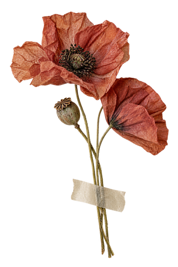A little bunch of dried poppy taped to the page