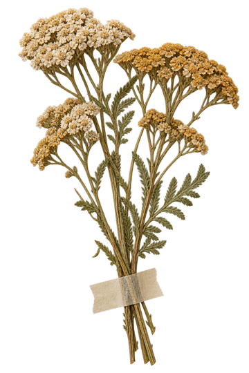 A little bunch of dried yarrow taped to the page